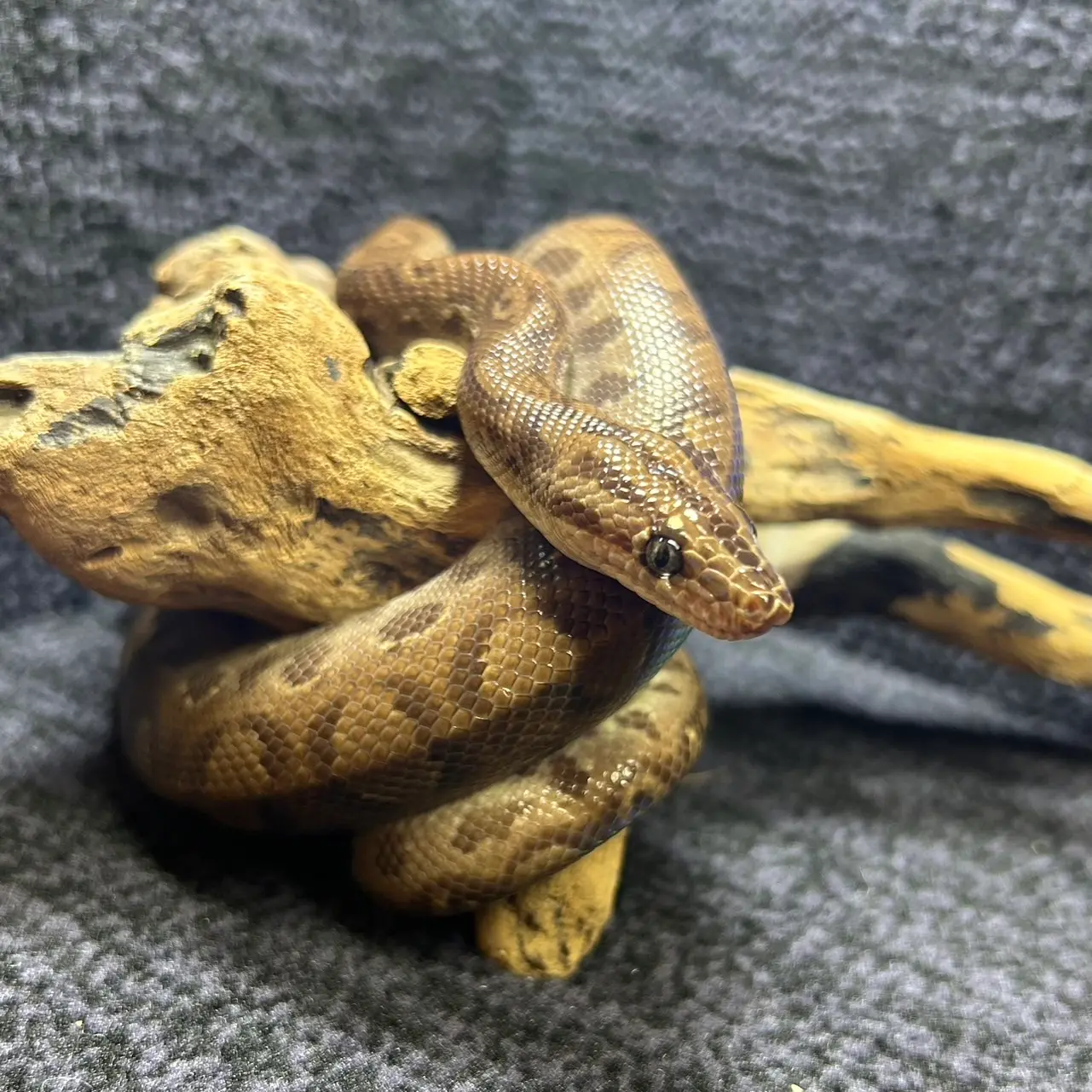 コロンビアレインボーボア SOLD OUT!!!