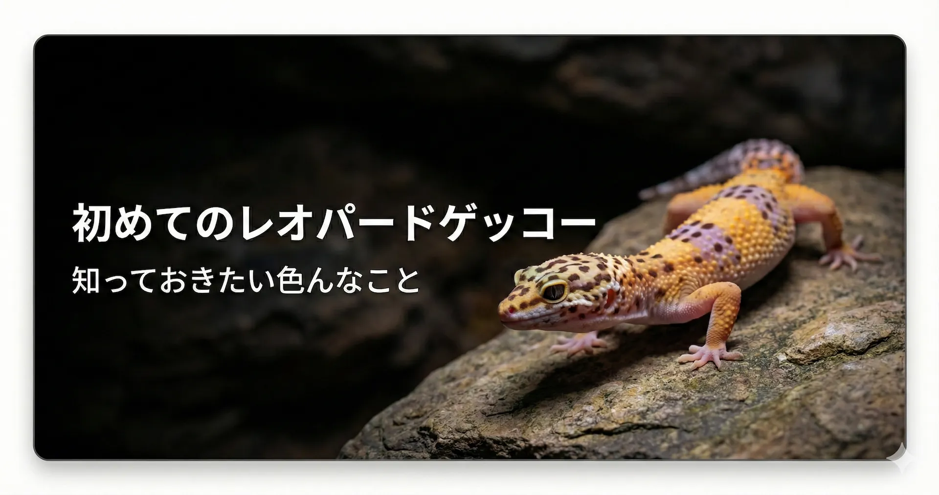 レオパードゲッコーの飼育で知っておきたいこと（短編）