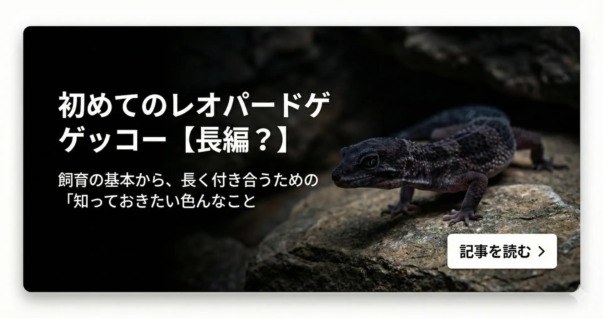初めてのレオパードゲッコー【長編？】飼育の基本から、長く付き合うための「知っておきたい色んなこと」続きを読む