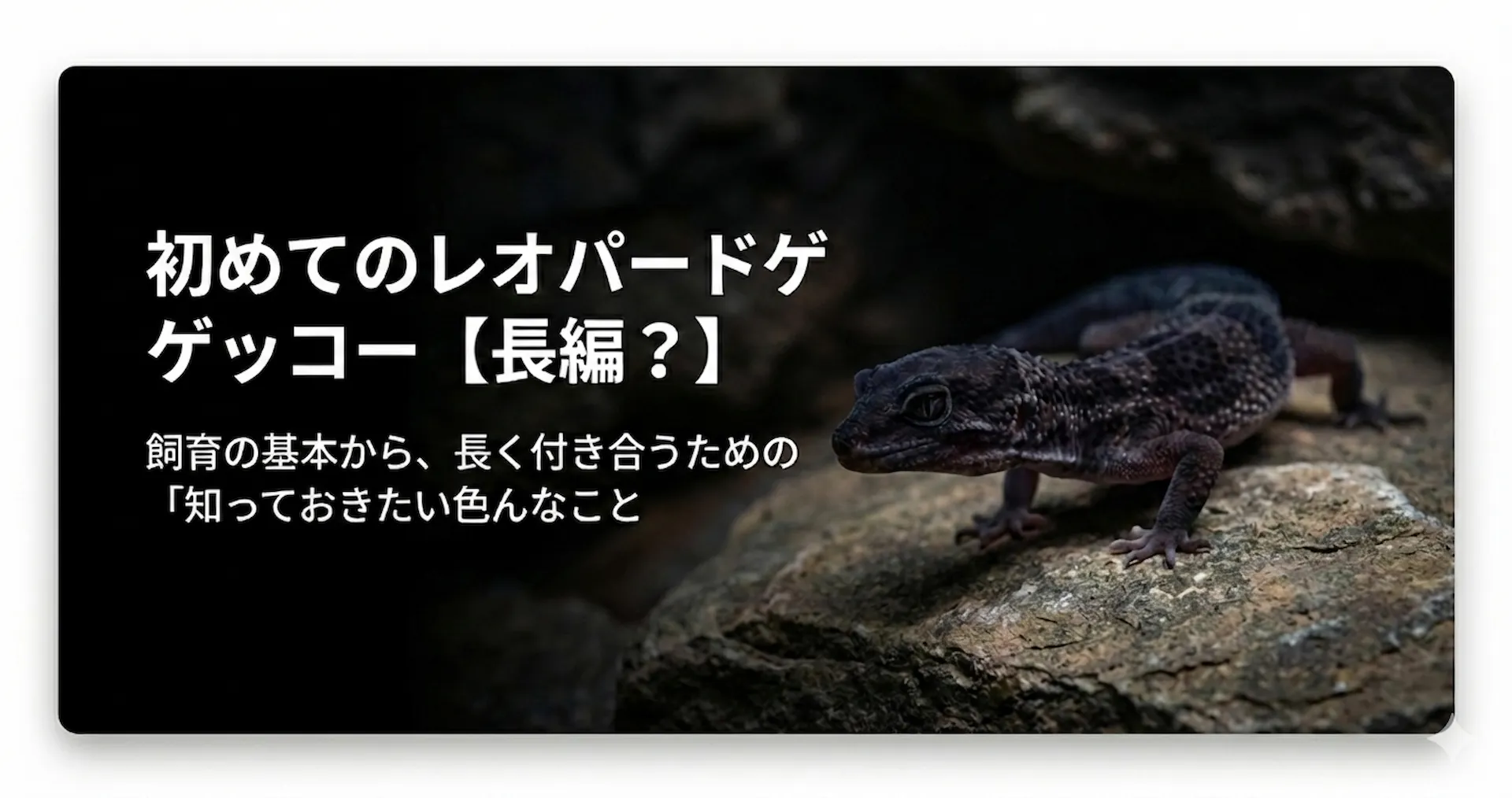 レオパードゲッコーの飼育で知っておきたいこと（長編）