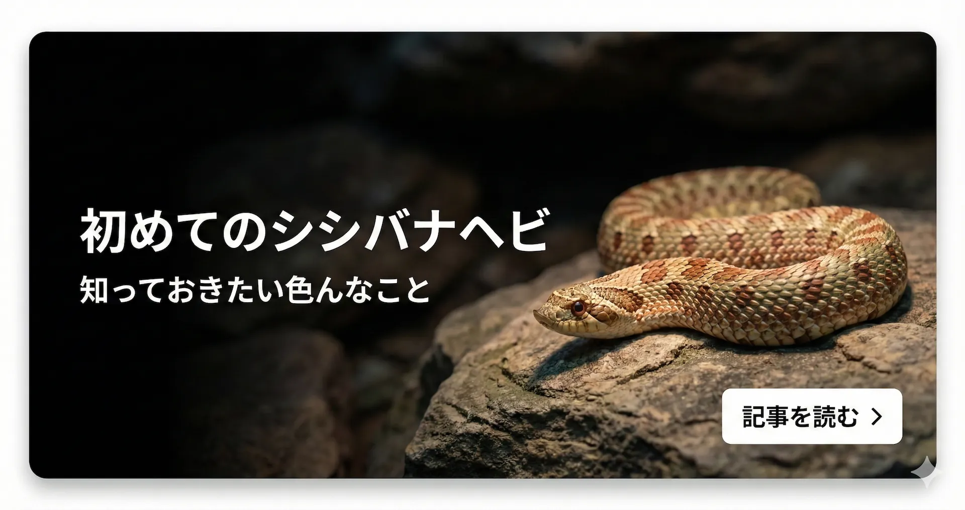 初めてのシシバナヘビ 知っておきたい色んなこと（初心者向けの飼育方法解説）続きを読む