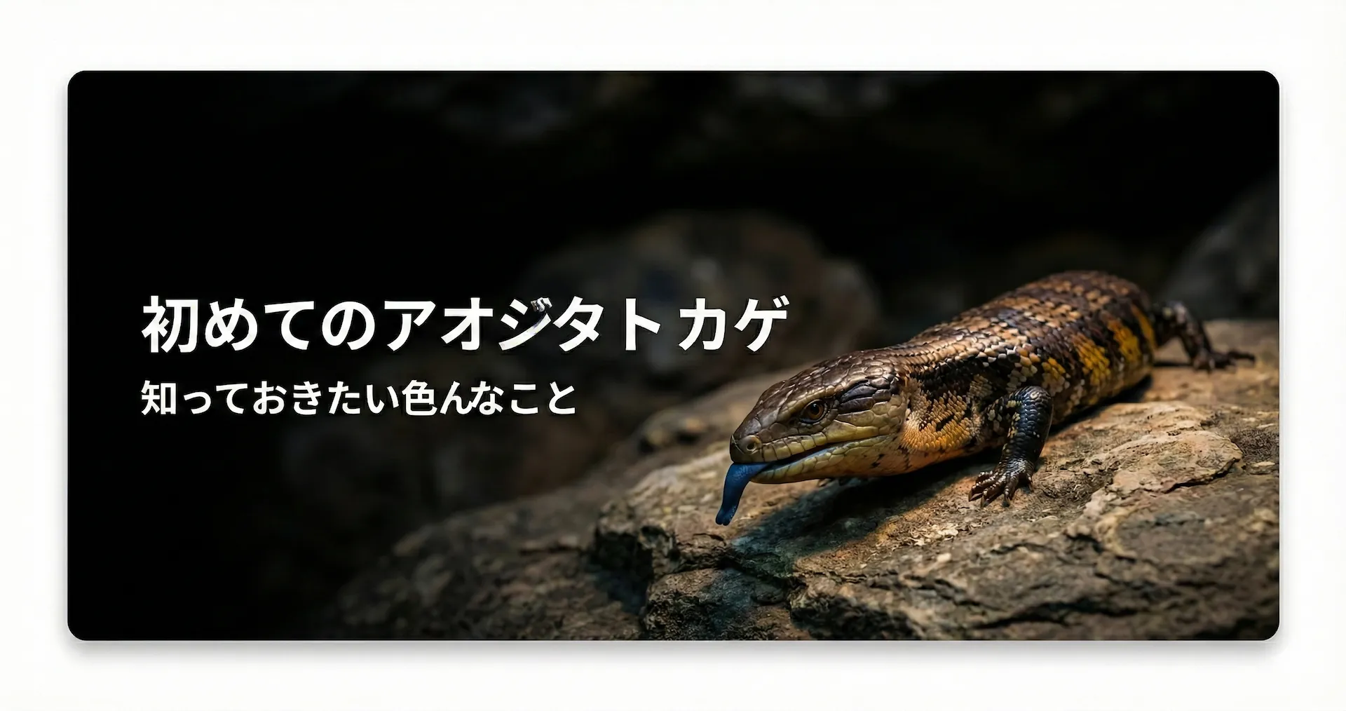 アオジタトカゲの飼育で知っておきたいこと