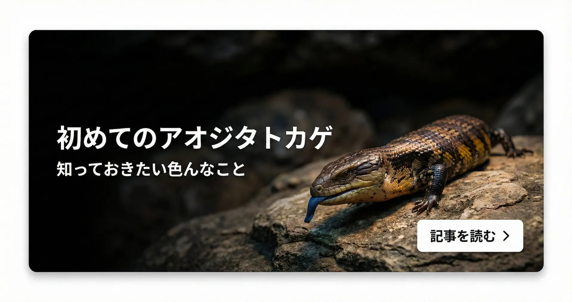 初めてのアオジタトカゲ 知っておきたい色んなこと（初心者向けの飼育方法解説）続きを読む