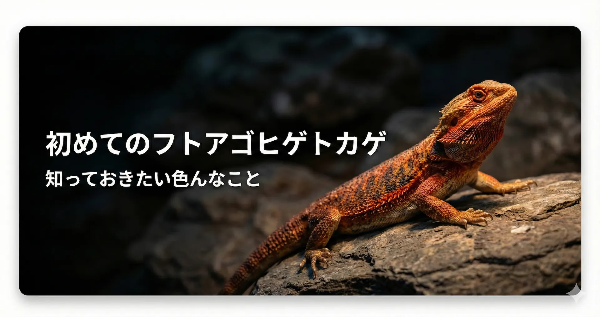 フトアゴヒゲトカゲの飼育で知っておきたいこと