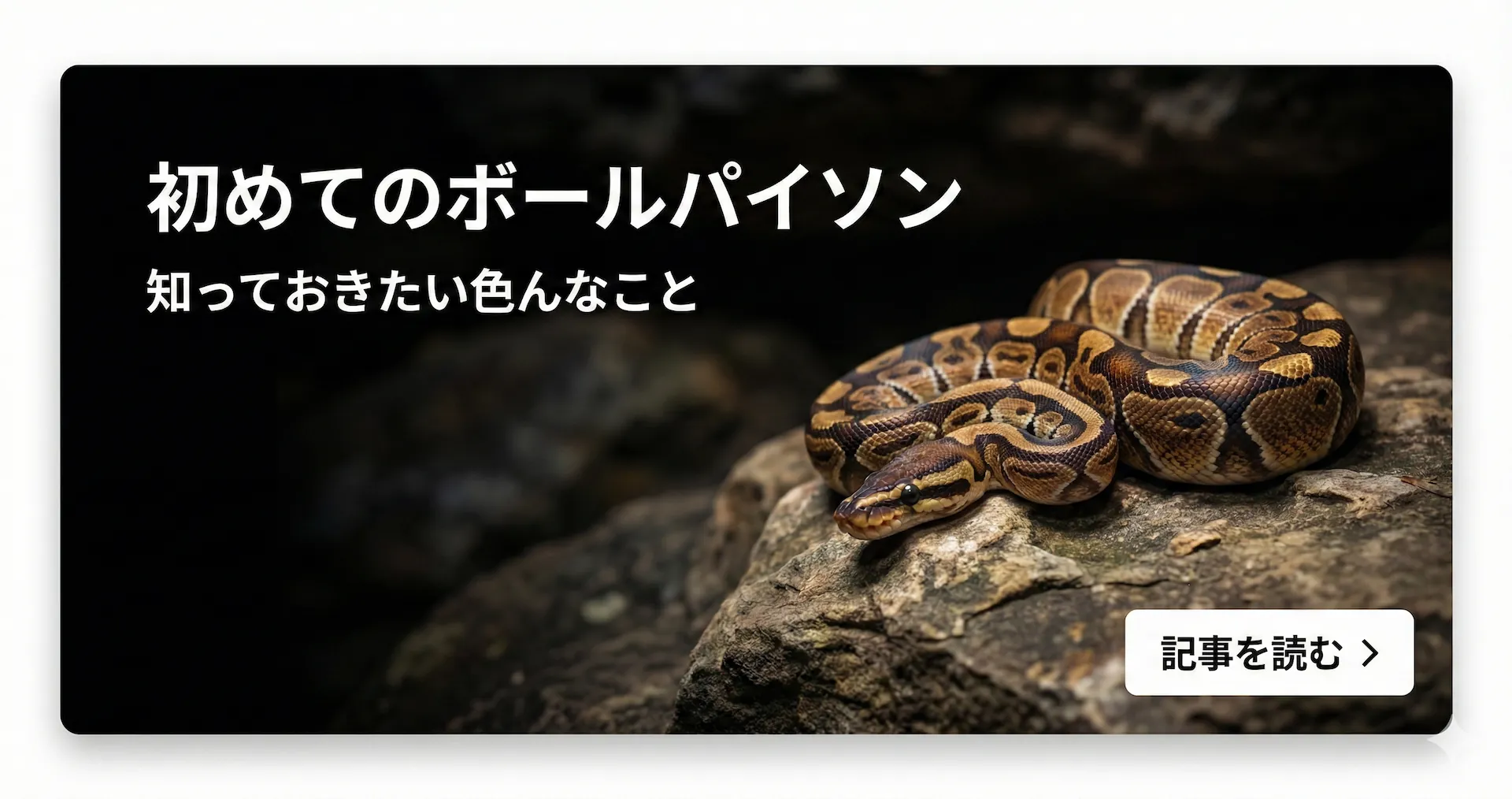 ボールパイソン/ガーゴイル|'23/08ハッチ 5 初めてのボールパイソン知っておきたい色んなこと(初心者向けの飼育方法解説)通付きを読む