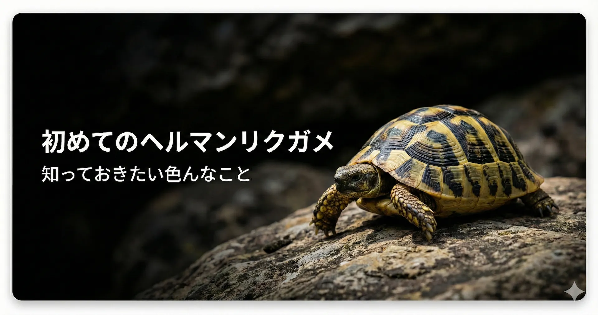 ヘルマンリクガメの飼育で知っておきたいこと