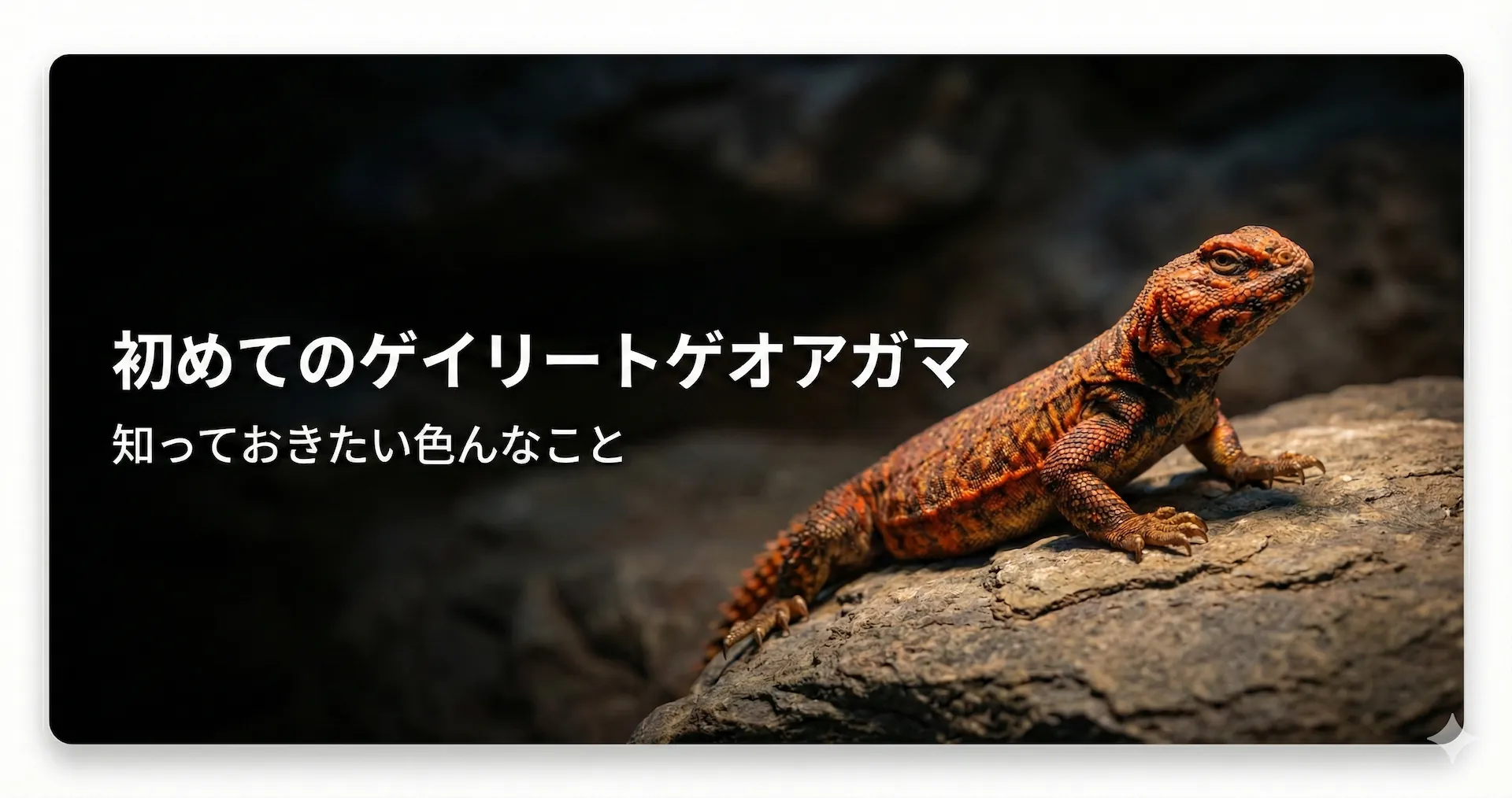 ゲイリートゲオアガマの飼育で知っておきたいこと