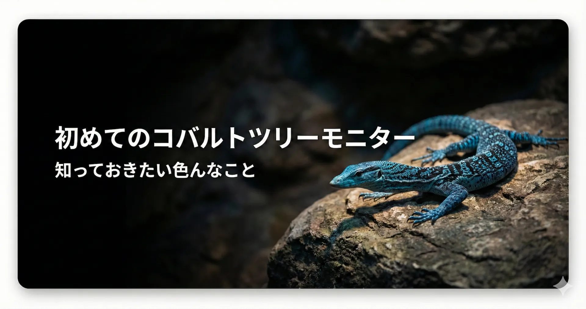 コバルトツリーモニターの飼育で知っておきたいこと。その1（執筆中）