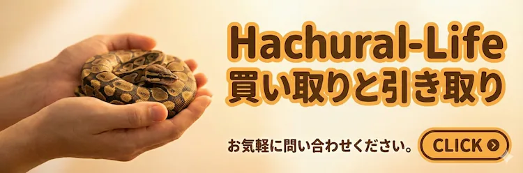 初心者歓迎】神戸市灘区の爬虫類専門店 | 生体販売＆生体機材買取引取