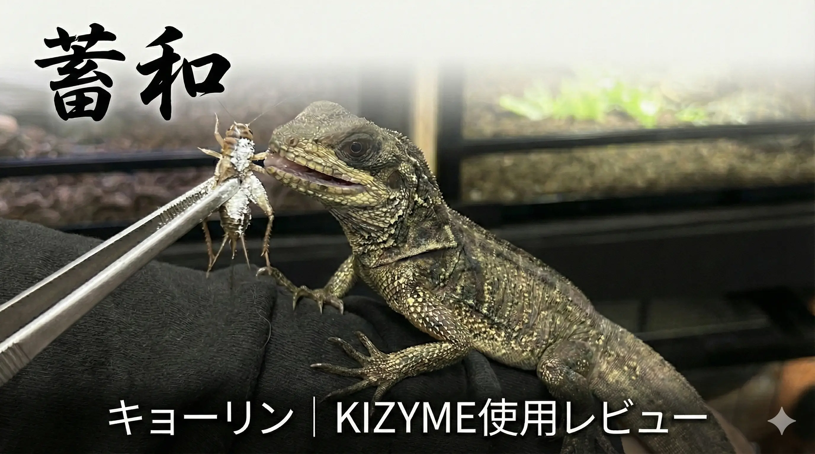 【完全解説】爬虫類の「菌活」新時代。キョーリン『爬虫類用サプリパウダー｜KINZYME』が飼育の常識を変える！？