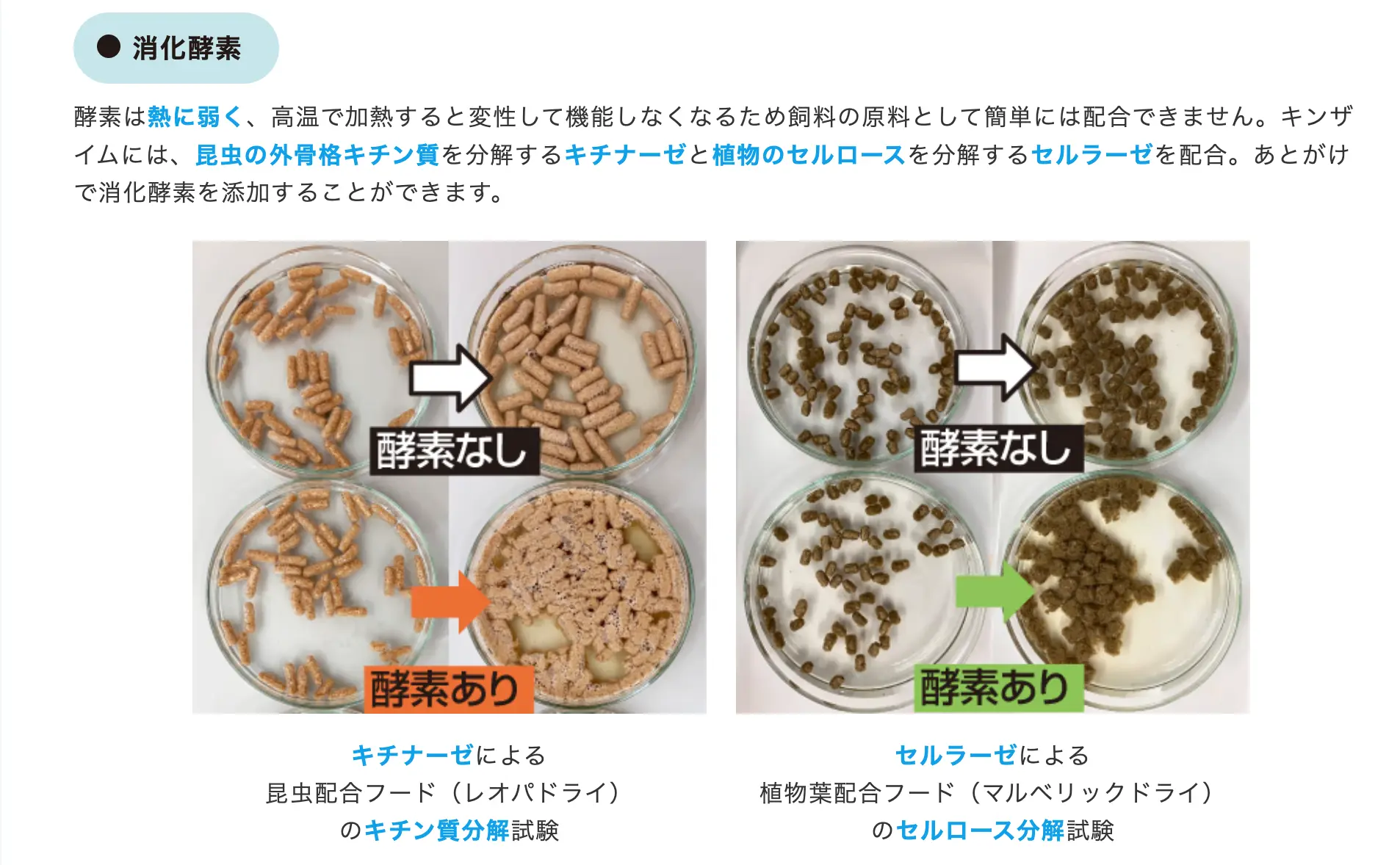 消化酵素キチナーゼとセルラーゼによる飼料分解試験の比較写真。左側はキチナーゼが昆虫配合フード（レオパドライ）を、右側はセルラーゼが植物葉配合フード（マルベリックドライ）を分解する様子。「酵素なし」のシャーレではフードの粒が原型を留めているのに対し、「酵素あり」のシャーレでは粒が崩れ、ドロドロの状態に分解されていることが視覚的に確認できる。